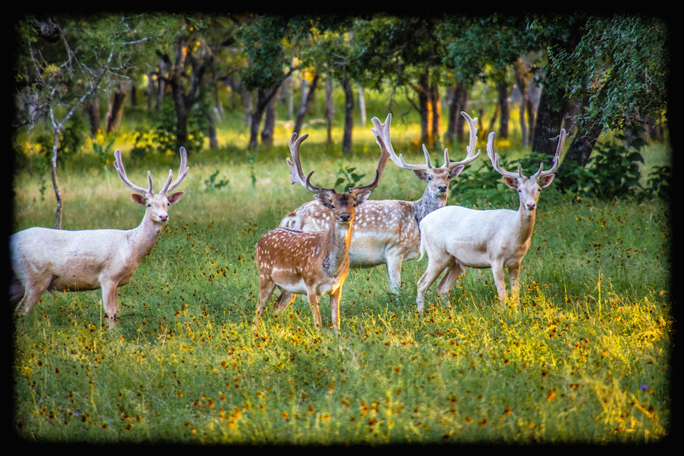 Spotted and White Fallow Deer